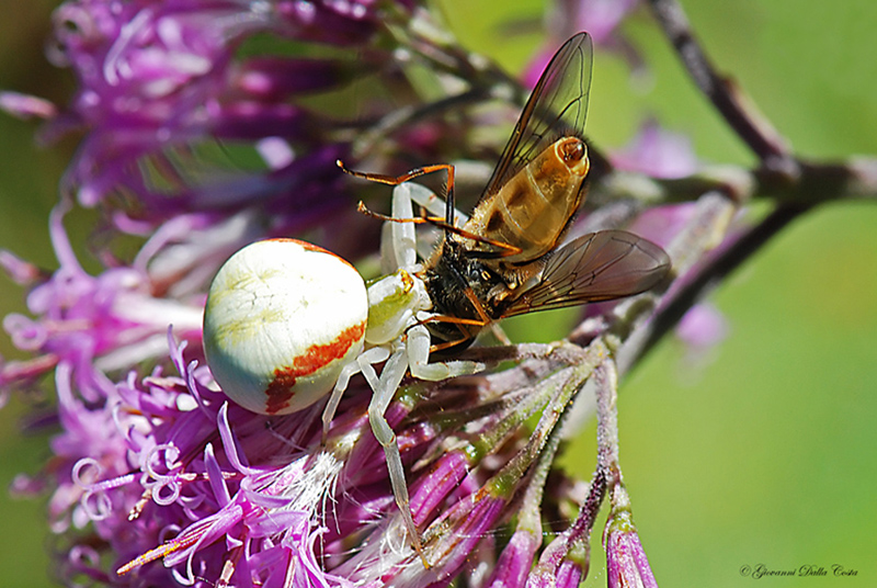 Misumena vatia